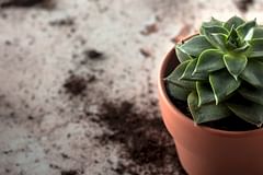 Do different types of soil matter for your plant's health?