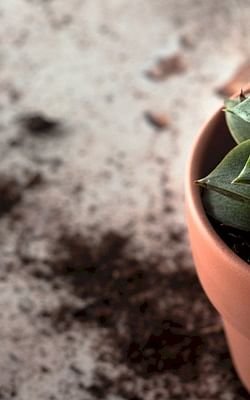 Do different types of soil matter for your plant's health?