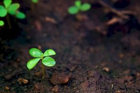 The different types of soil