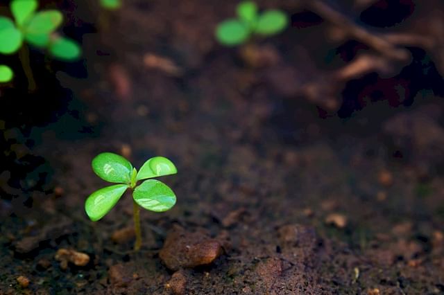 Soil outdoors