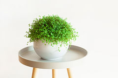 How do you take care of the Baby's tears plant (Soleirolia soleirolii)?