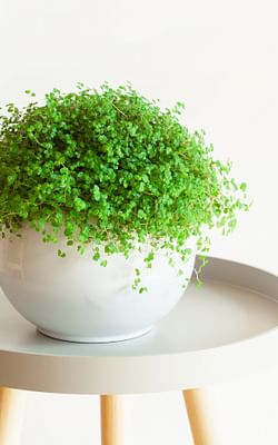 How do you take care of the Baby's tears plant (Soleirolia soleirolii)?