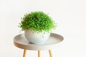 How do you take care of the Baby's tears plant (Soleirolia soleirolii)?
