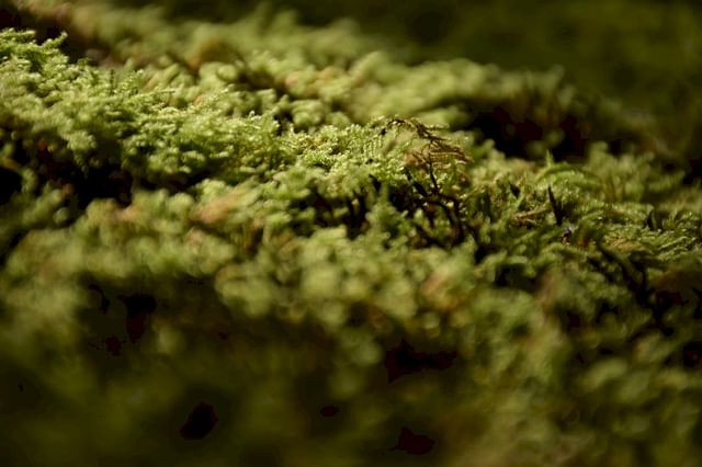Spaghnum moss