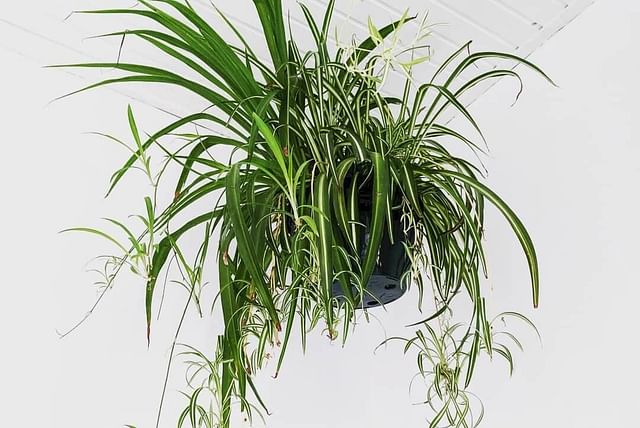 Spider plant