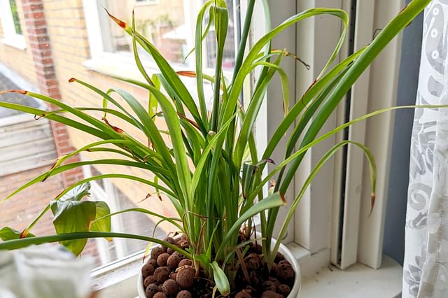 Spider plant is regularly rotated
