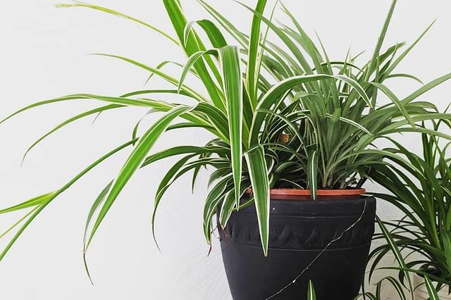 Spider plant