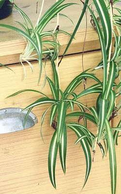 How to propagate a spider plant