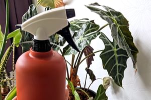 Video: How to treat houseplants with spider mites easily