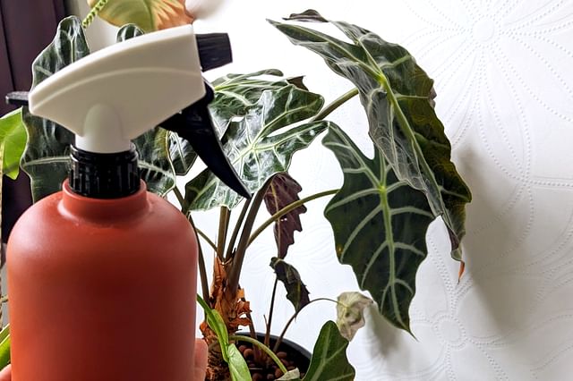 Spray bottle with an Alocasia Amazonica