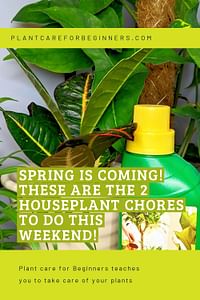 Spring is coming! These are the 2 houseplant chores to do this weekend!