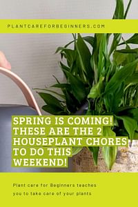 Spring is coming! These are the 2 houseplant chores to do this weekend!