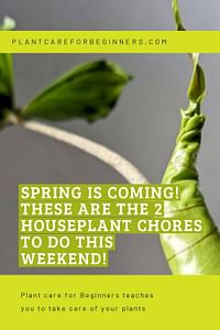 Spring is coming! These are the 2 houseplant chores to do this weekend!