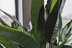 Bird of Paradise (Strelitzia)