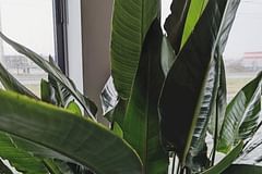 How to care for a Bird of Paradise (Strelitzia)