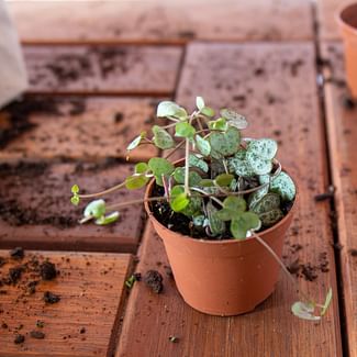 Read a plant care guide