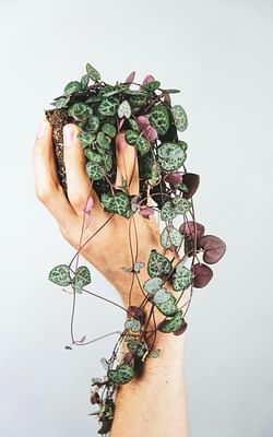 How to care for a String of Hearts (Ceropegia woodii)