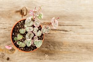 String of Hearts (Ceropegia woodii)
