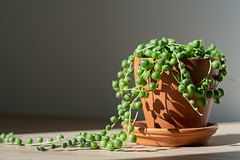 How to take care of a String of Pearls (Curio rowleyanus)