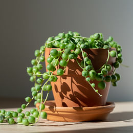 Senecio rowleyanus