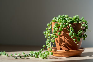How to take care of a String of Pearls (Curio rowleyanus)