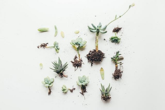 Propagating a succulent with leaf cuttings