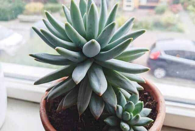 succulent-in-pot-on-windowsill.jpg