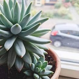 Succulent
