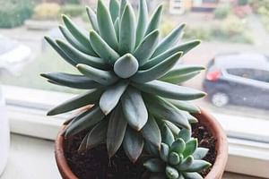 How to care for a succulent (indoors)