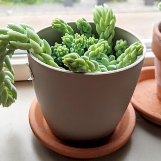 Read a plant care guide