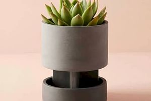 How to pick the right pot for your succulent