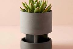 How to pick the right pot for your succulent