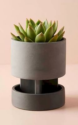 How to pick the right pot for your succulent