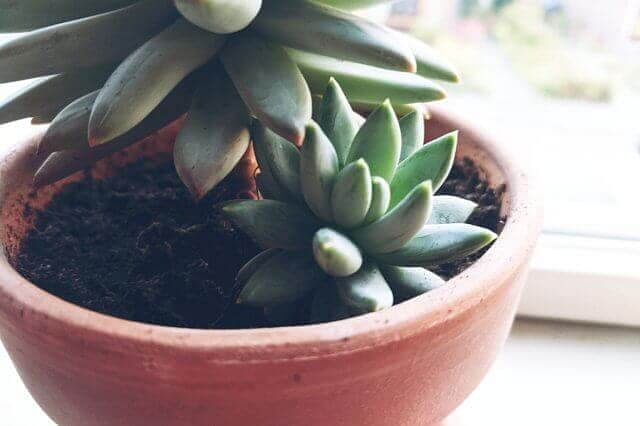 Succulent sunlight exposure