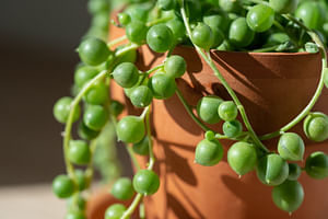 String of Pearls