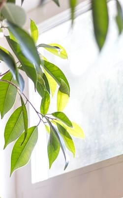 Does the sunlight direction matter for your houseplant?
