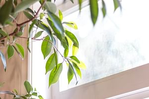 Does the sunlight direction matter for your houseplant?