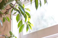 Does the sunlight direction matter for your houseplant?