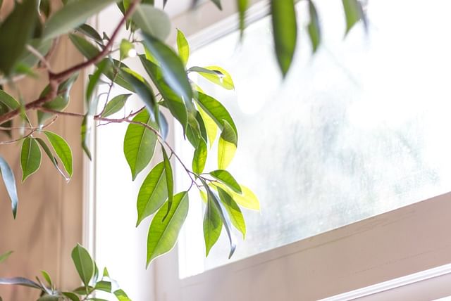 Sunlight through window