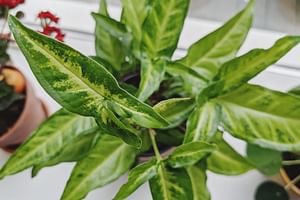 Discover new beginner-friendly, moisture-loving houseplants for your home