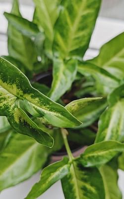 How to care for a Syngonium