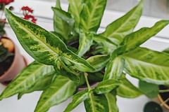 How to care for a Syngonium