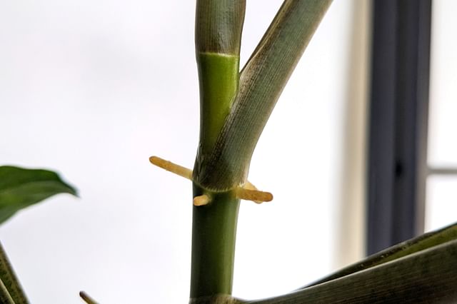 Node on a syngonium