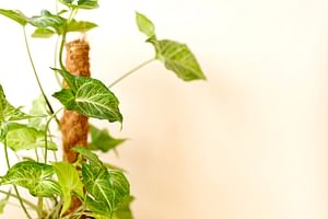 Syngonium podophyllum