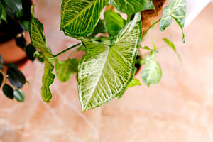 How to care for an Arrowhead Plant (Syngonium podophyllum)