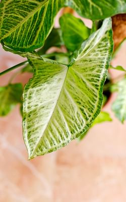 How to care for an Arrowhead Plant (Syngonium podophyllum)
