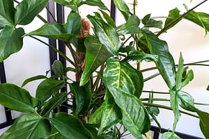 Down-to-earth tips for taking care of houseplants