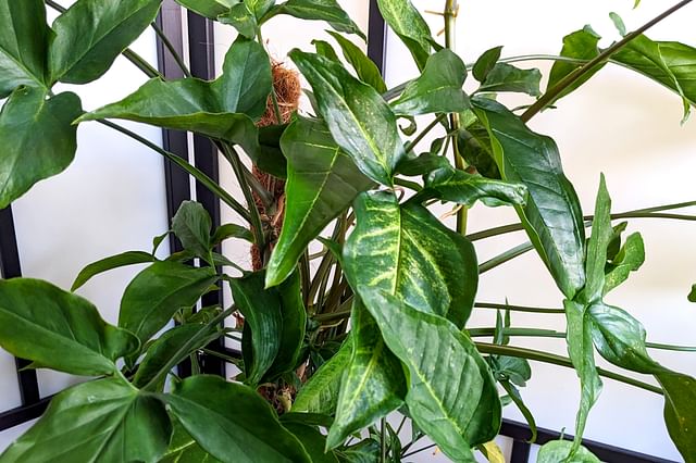 Syngonium thriving through neglect