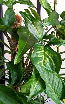 Down-to-earth tips for taking care of houseplants
