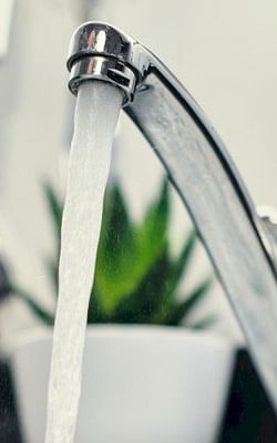 Can you use tap water to water your houseplants?